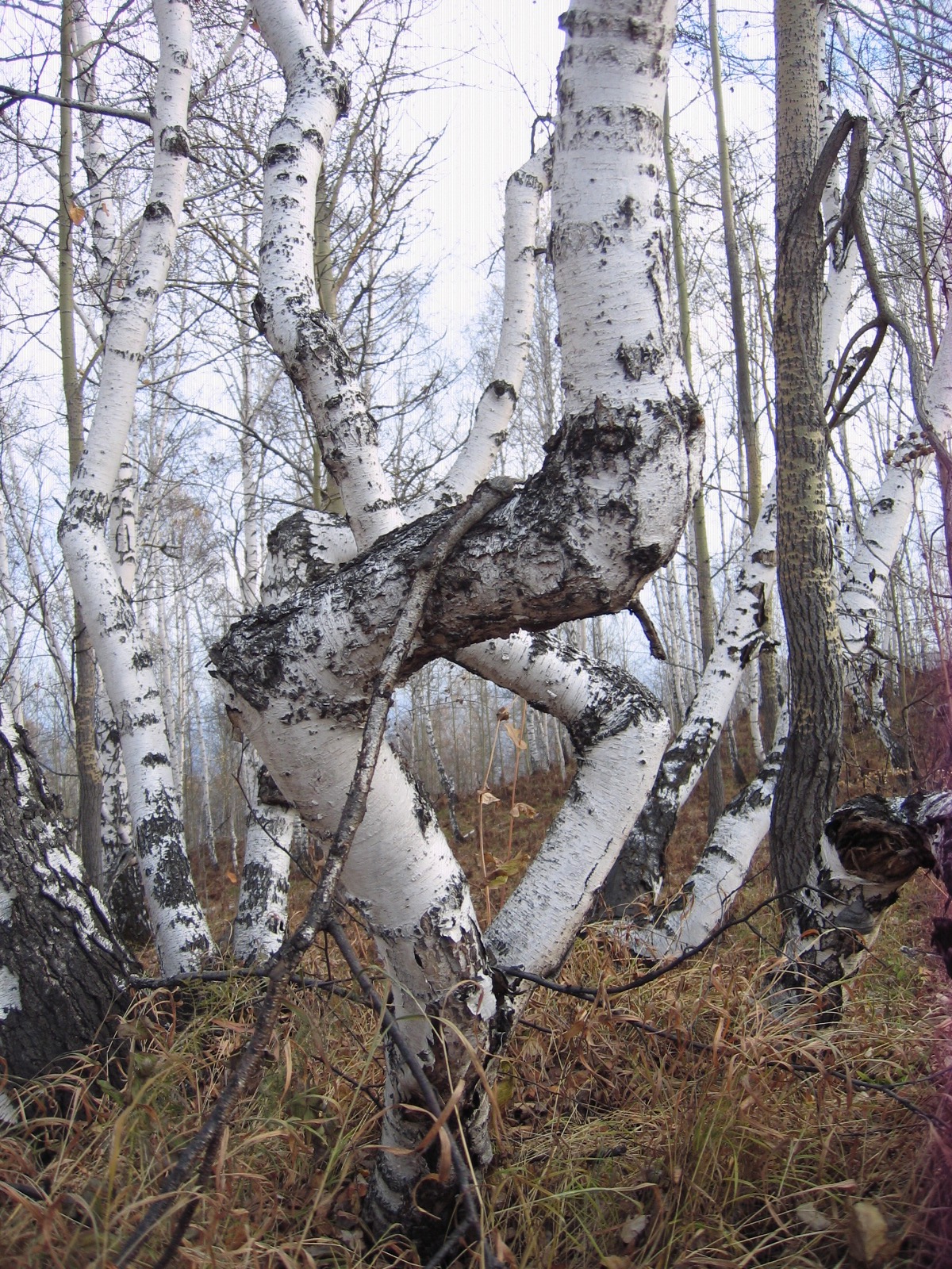 фото Андреевой Оксаны Сергеевны 2007 г.