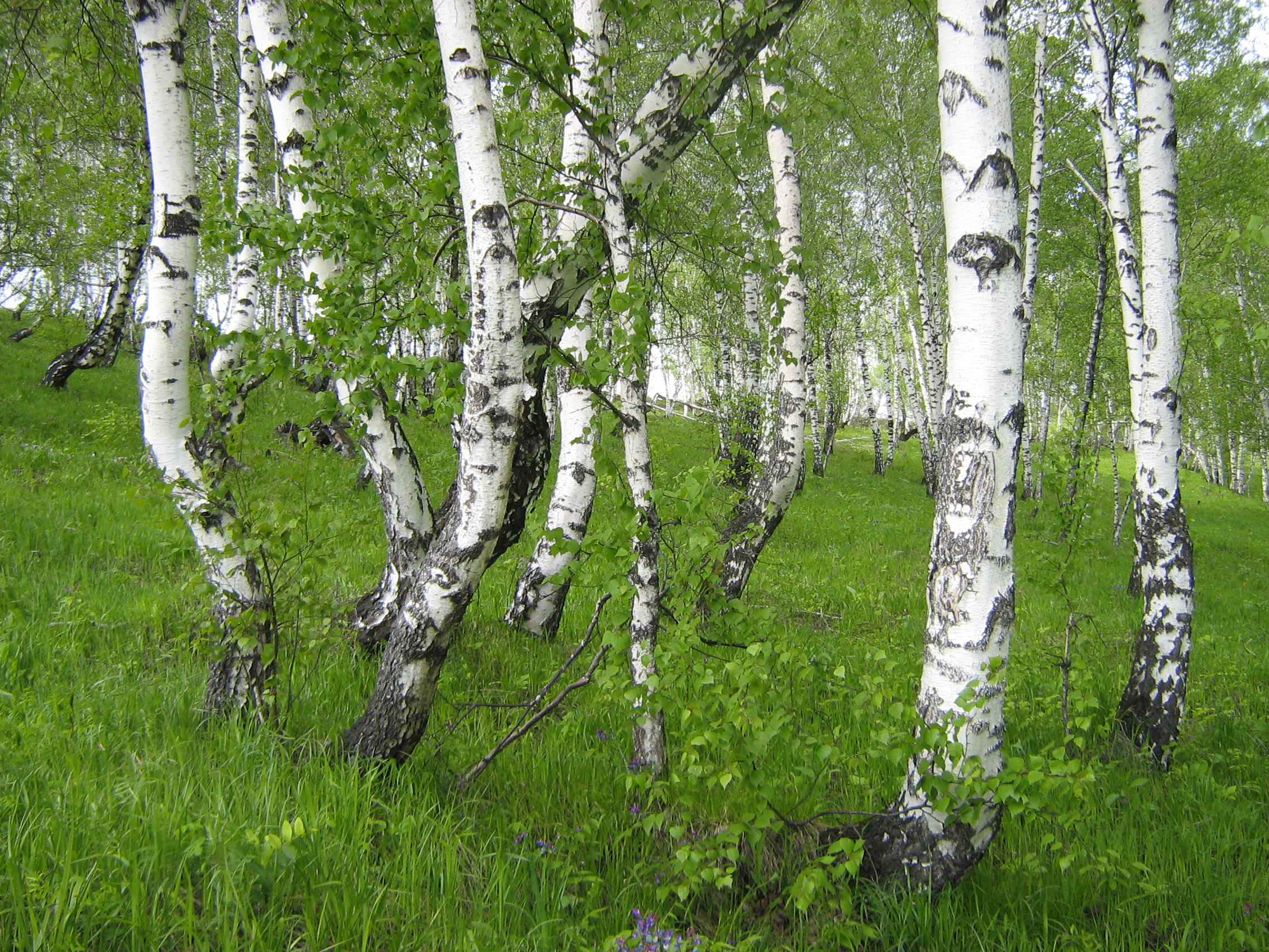 фото Брысовой Елены 2013 г.