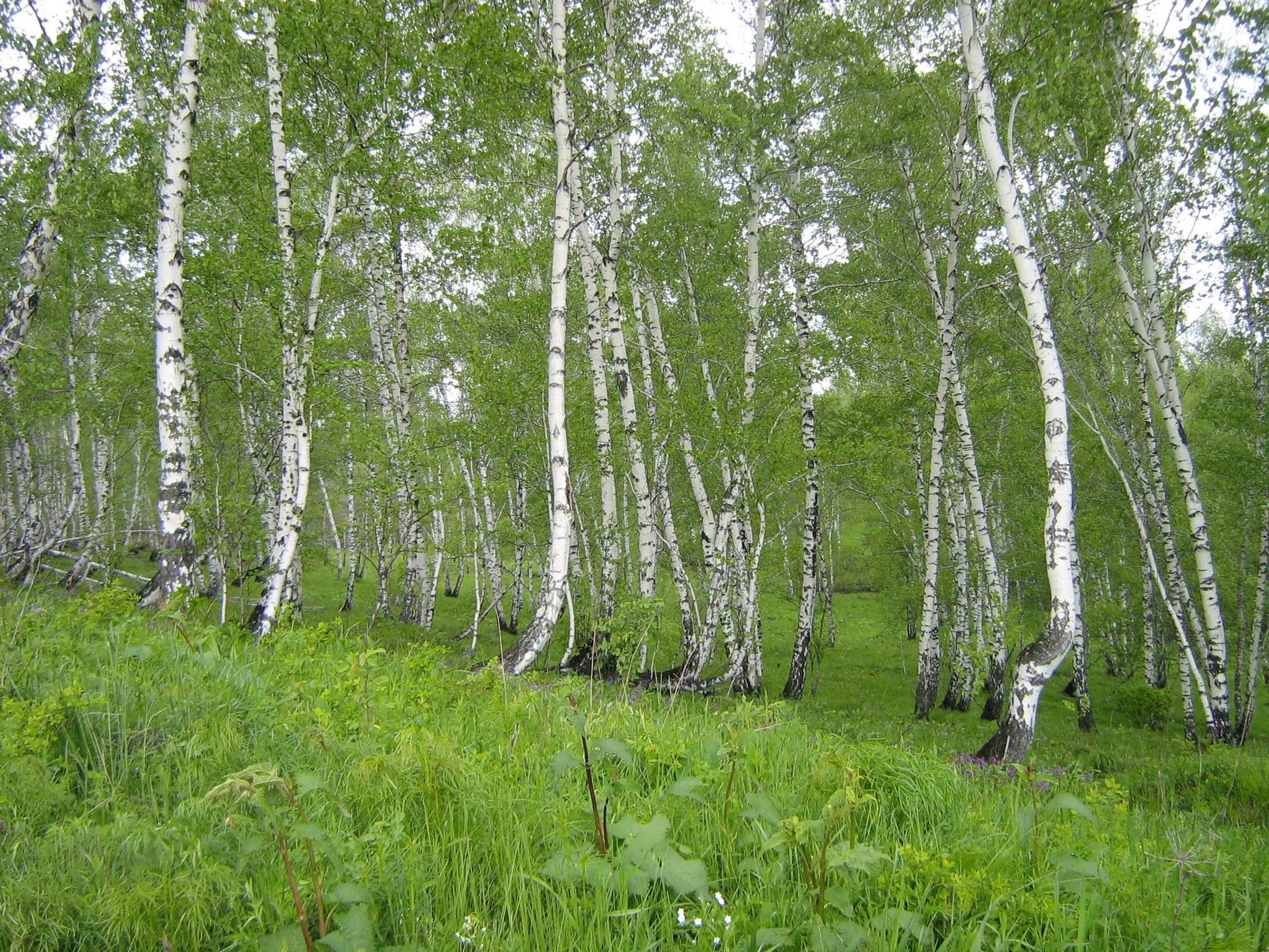 фото Брысовой Елены 2013 г.